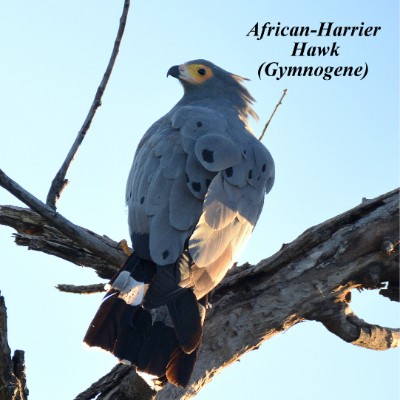 African-Harrier Hawk